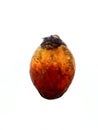 Betel Nut On A White Background