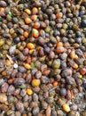 betel nuts are dried on the ground and then peeled from their skins to be sold