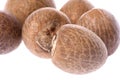 Betel Nuts Macro Isolated