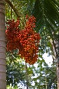 Betel palm