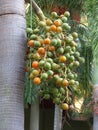 betel palm fruit