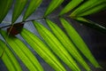 Betel palm leaves. Royalty Free Stock Photo