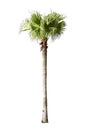 Betel palm tree on green filed background