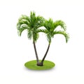 Betel palm tree