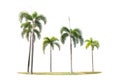 Betel palm trees