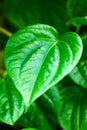 `Sirih` is betel, Indonesian endemics