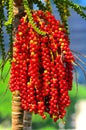 Betel tree with red nuts