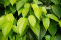 The betel is a vine of the family Piperaceae, which includes pepper and kava. Betel leaf is mostly consumed in Asia, and elsewhere Royalty Free Stock Photo