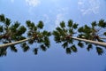 Betelnut tree Royalty Free Stock Photo