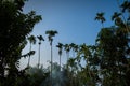 Betelnut trees in Assam, India. betelnut farming in village of North East Assam India, Supari Tree