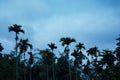 Betelnut trees in Assam, India. betelnut farming in village of North East Assam India, Supari Tree