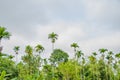 Betelnut trees in Assam, India. betelnut farming in village of North East Assam India, Supari Tree