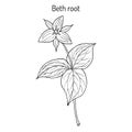 Beth Root Trillium erectum , or wake-robin, medicinal plant