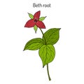 Beth Root Trillium erectum , or wake-robin, medicinal plant