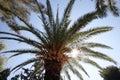 Bottom view of magnificent palm leaves against a blue sky in the center of the city of Bethlehem, Israel