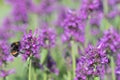 Betony Stachys monnieri Hummelo with lavender-rose flowers and a bumblebee