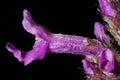 Betony (Stachys officinalis). Flower Closeup