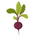 Betroot vegetable illustration. Royalty Free Stock Photo