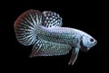 Betta Alien Wild Male or Plakat Fighting Fish Splendens