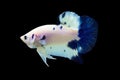 Betta Bule Marble Halfmoon Plakat HMPK Male or Plakat Fighting Fish Splendens