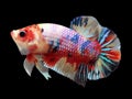 Betta Candy Nemo Halfmoon Plakat HMPK Male or Plakat Fighting Fish Splendens