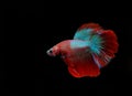 Betta channoides,insect nature,natural,betta marine Royalty Free Stock Photo