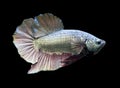 Betta Copper Halfmoon Plakat HMPK Male or Plakat Fighting Fish Splendens