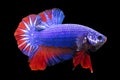 Betta Fancy Dragon Halfmoon Plakat HMPK Male or Plakat Fighting Fish Splendens