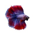 Betta fighting fish isolated in white background Royalty Free Stock Photo