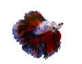 Betta fighting fish isolated in white background Royalty Free Stock Photo