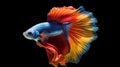 Capture the moving moment of red-blue siamese fighting fish,betta fish isolated on black background. Royalty Free Stock Photo