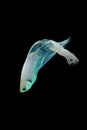 Betta fish, betta fish on a black background in motion Royalty Free Stock Photo