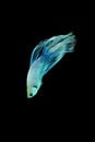 Betta fish, betta fish on a black background in motion Royalty Free Stock Photo