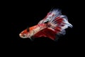 Betta fish, betta fish on a black background in motion Royalty Free Stock Photo