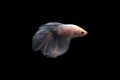 Betta fish, betta fish on a black background in motion Royalty Free Stock Photo