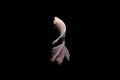 Betta fish, betta fish on a black background in motion Royalty Free Stock Photo