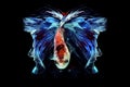 Betta fish, betta fish on a black background in motion Royalty Free Stock Photo