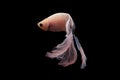 Betta fish, betta fish on a black background in motion Royalty Free Stock Photo