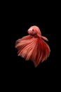 Betta fish, betta fish on a black background in motion Royalty Free Stock Photo