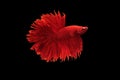 Betta fish, betta fish on a black background in motion Royalty Free Stock Photo