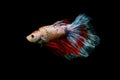 Betta fish, betta fish on a black background in motion Royalty Free Stock Photo