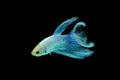 Betta fish, betta fish on a black background in motion Royalty Free Stock Photo
