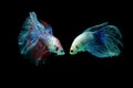 Betta fish, betta fish on a black background in motion Royalty Free Stock Photo