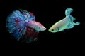 Betta fish, betta fish on a black background in motion Royalty Free Stock Photo