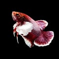 Betta fish on black