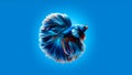Betta fish in a clear blue background Royalty Free Stock Photo