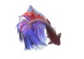 Betta Fish closeup. Colorful Dragon Fish.