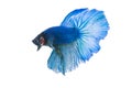 Betta Fish closeup. Colorful Dragon Fish.