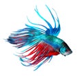 Betta fish. Colorful Dragon fish isolated on white