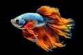 Betta fish. Colorful Siamese tropical fish with beautiful silk tail on black background. Generative AI